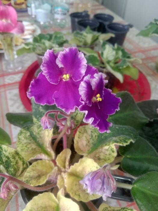 Продам фиалки разные