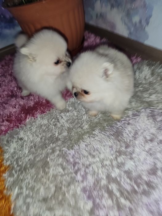 Мини Шпиц щенок Померанский
