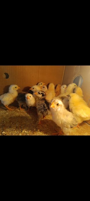 Продам домашних недельных цыплят