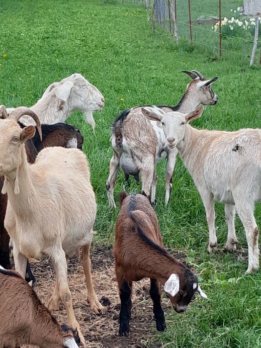Capra metis anglo nubian