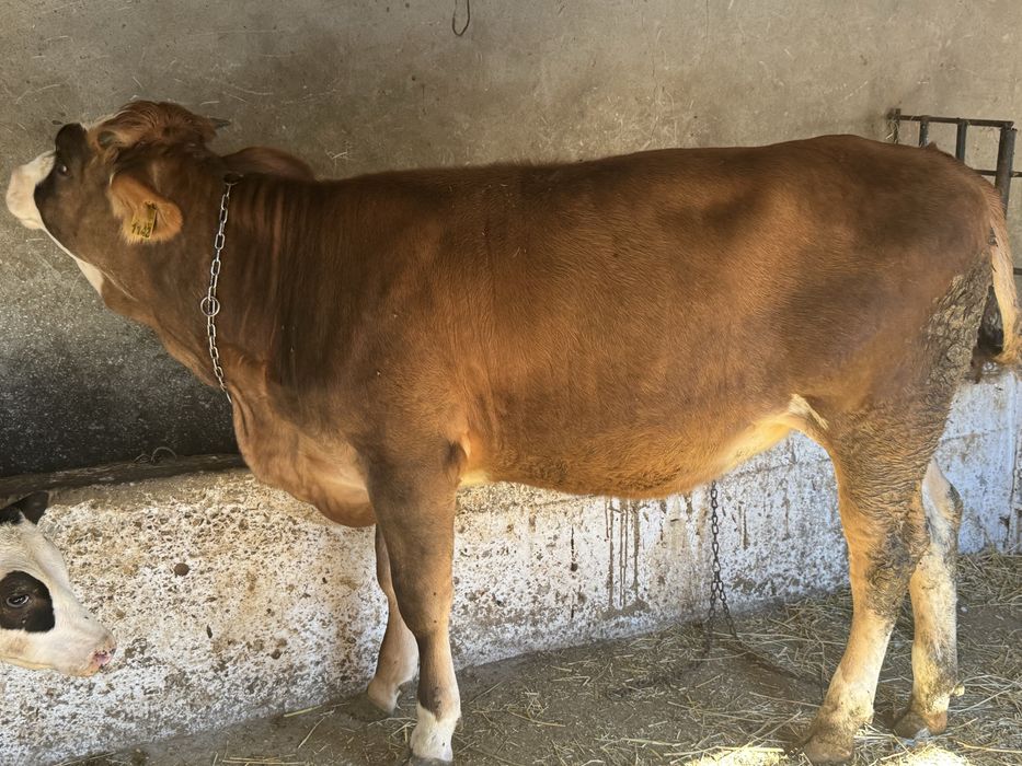 De vanzare junca