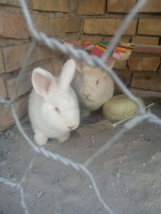 Нзб куйонлари тоза