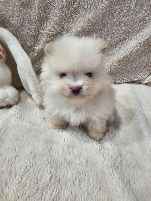 Очаровательные щенки шпица.