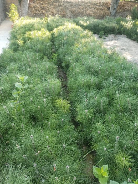 Арча сенса ва кочатлари бор