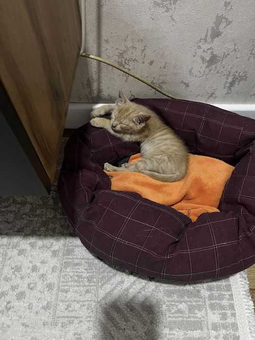 Котенок в хорошие руки