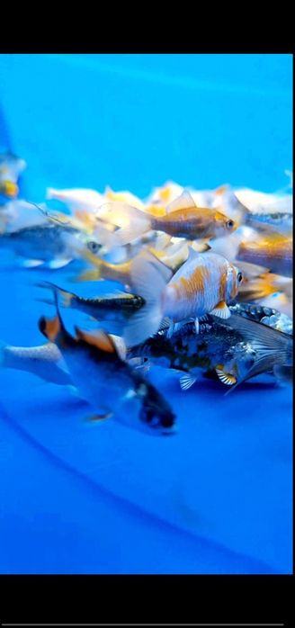 Коя,кои,koya koi