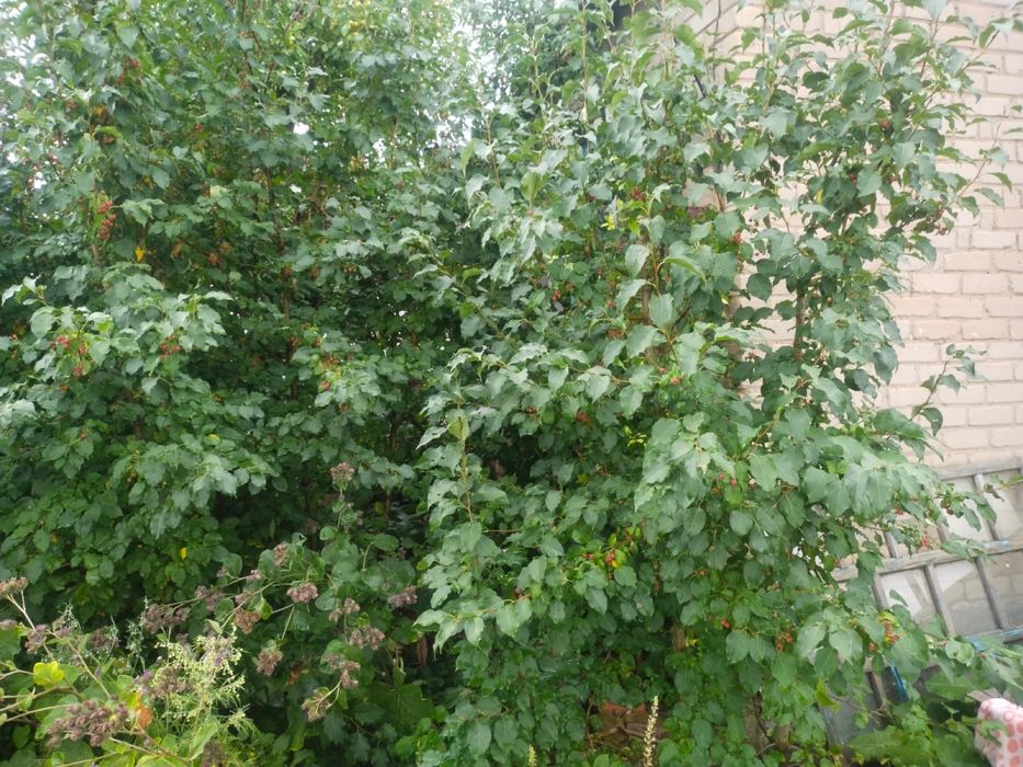 дом за городом в селе