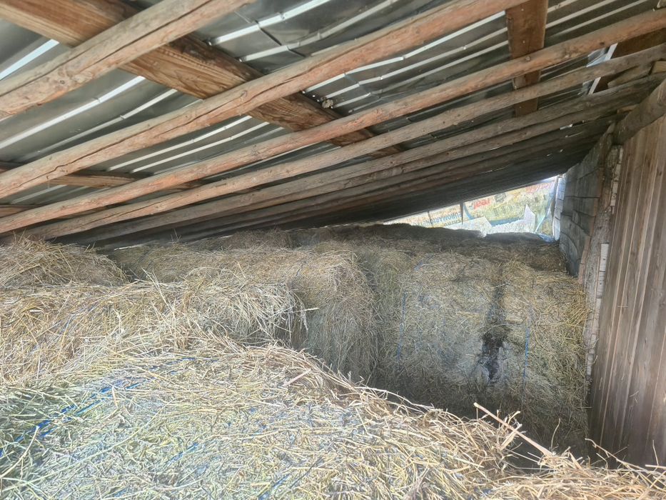 Vând urgent 40 de balotii din lucerna si fan