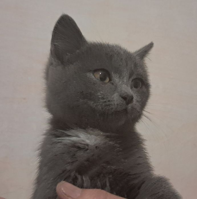 Отдам котёнка девочку в добрые руки