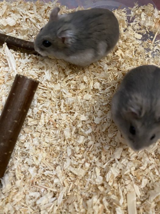 Hamster pitic siberian