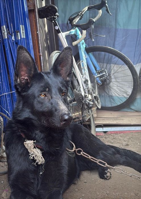 Немецкая овчарка