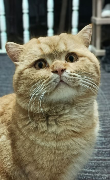 Skotish strayt shotland