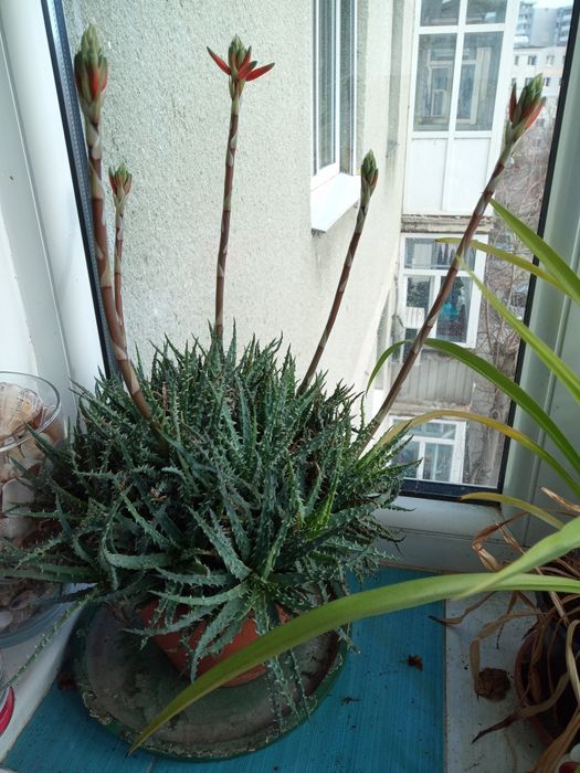 Plante de apartament, birou, gradină etc.