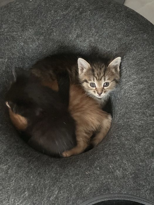 Котенок красивый