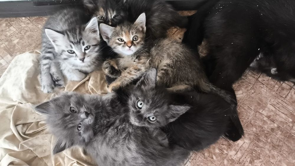 Котята полупородистые