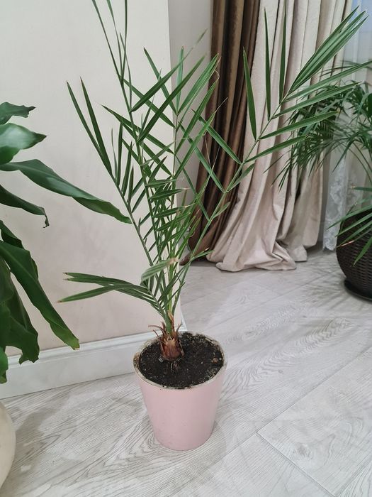 Финиковые пальмы продам