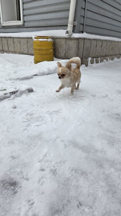 Продам щинка Чихуахуа