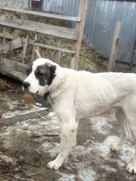 САО АЛАБАЙ 2 жасар  60