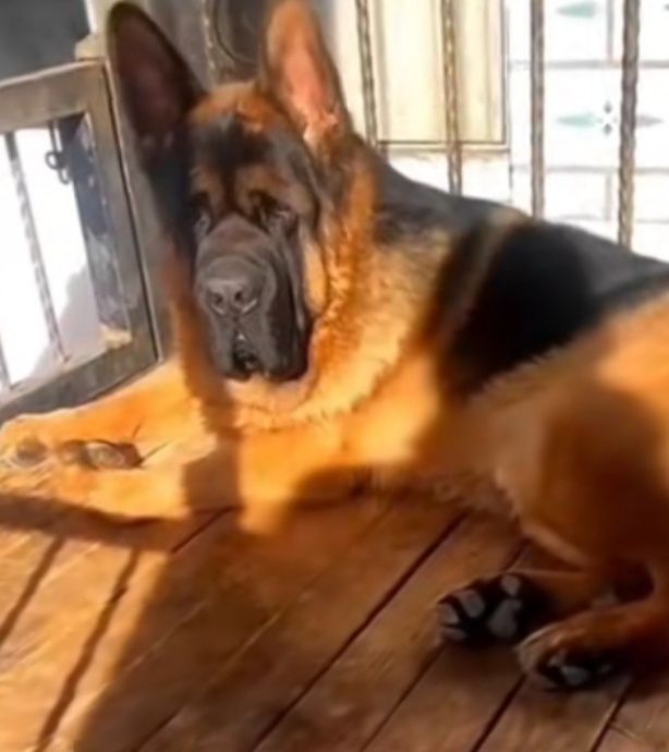 Отдам даром собачку.