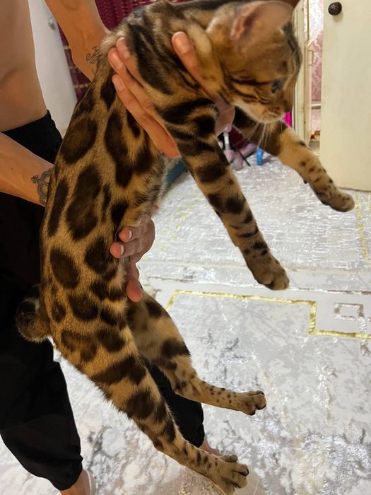 Bengal mushu sotiladi