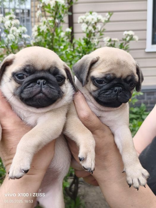 Очаровательные щенки мопса.