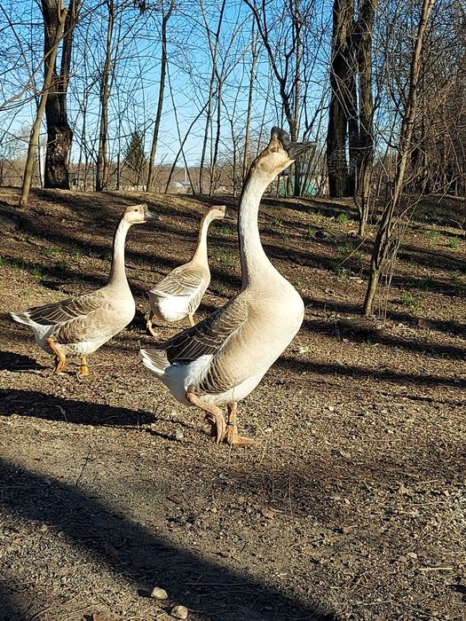 Ouă gâște chinezesti rasă pură