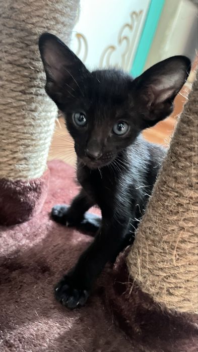 Ориентальные котята