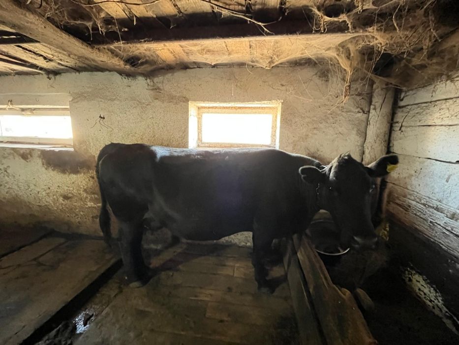 КРС на мясо на откорме