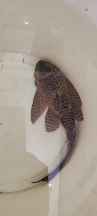 Vand peste acvariu Pterygoplichthys  28cm