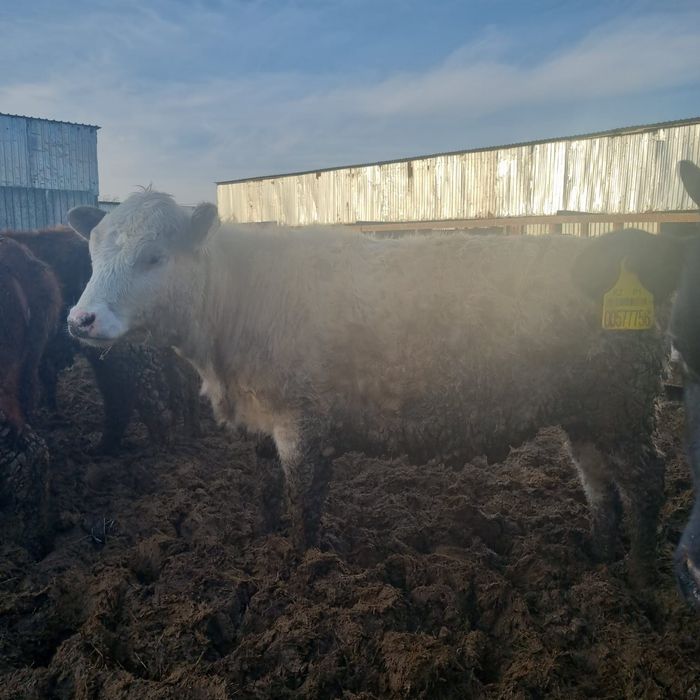 В продаже телки.