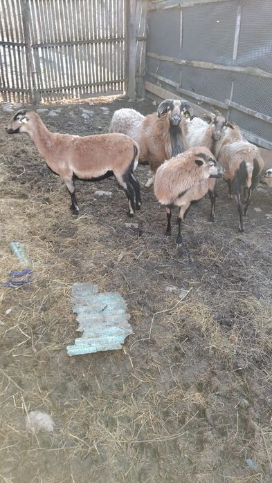 Berbec Camerun de vânzare