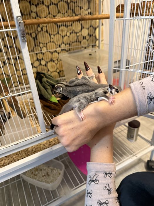 Vand  veverite sugar glider