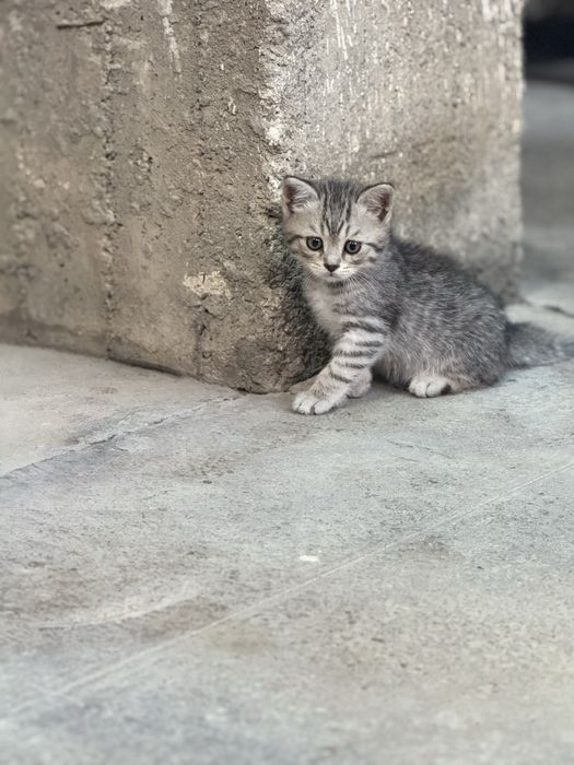 mushuk sotiladi 2 oylidan oshkan aqli mushuk kmga kere bosa tel qlilaa