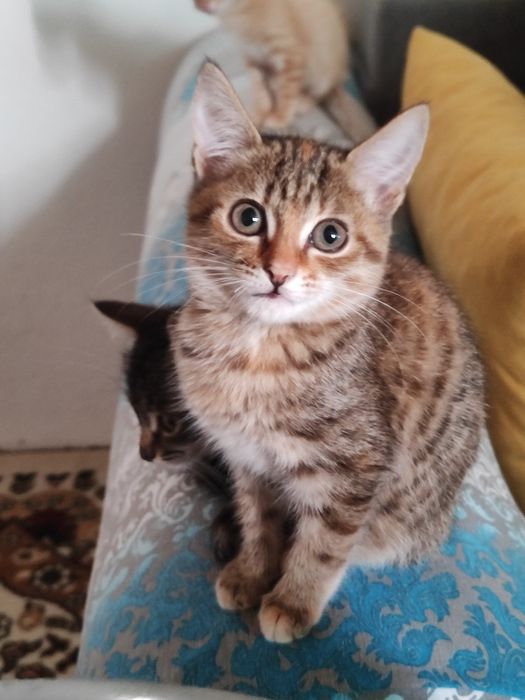 Отдаю котят бауырластар 2