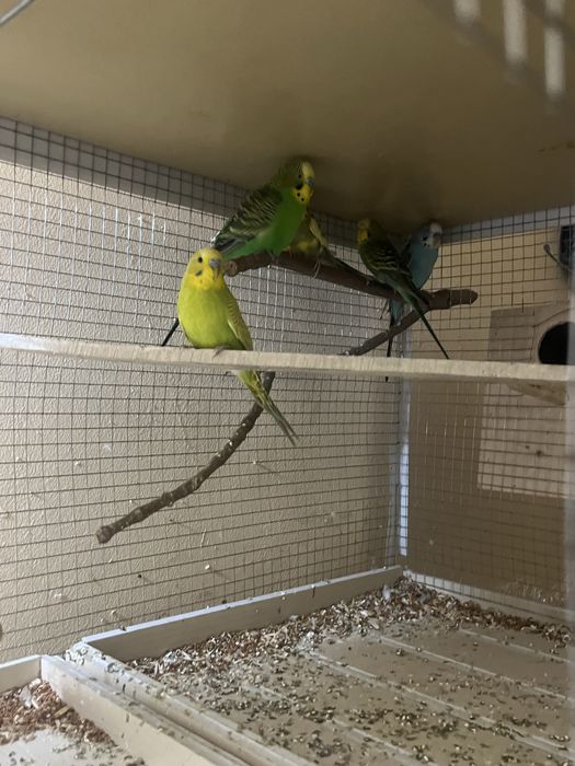 продается попугаи