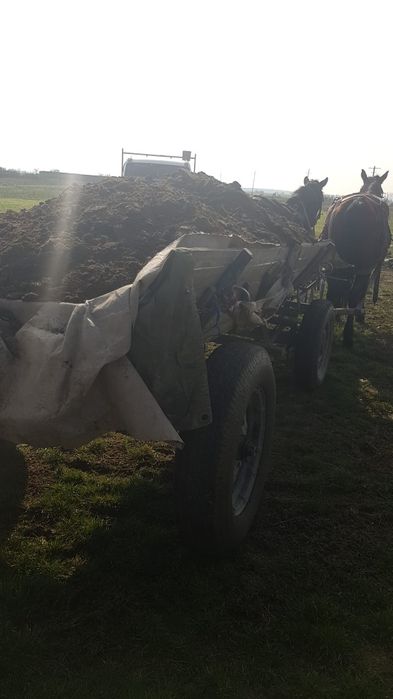 De vânzare băligar oaie macerat