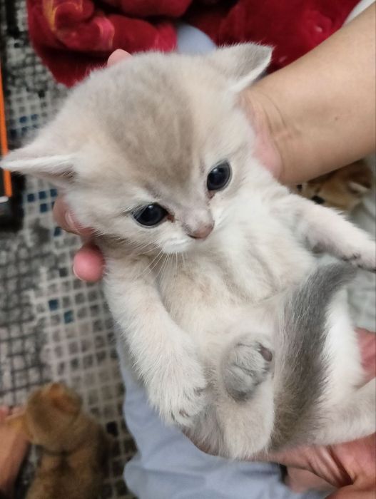 Biritanski shinshila