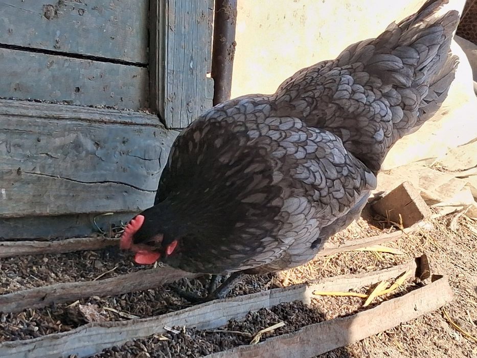 Oua de incubat australorp