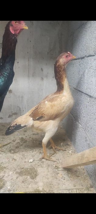 Дакан тауык кораз