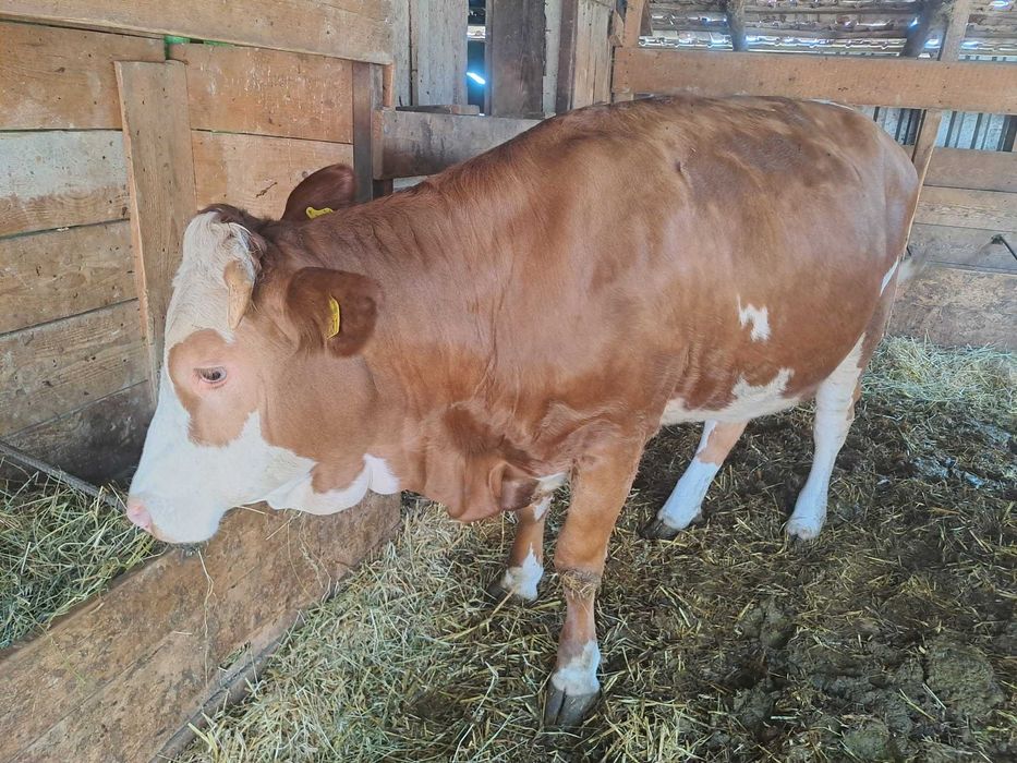 Juninca baltata romaneasca