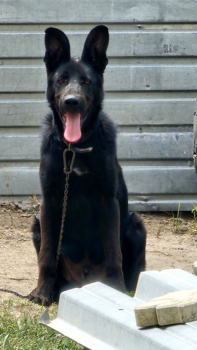 Щенок Немецкой овчарки Черный