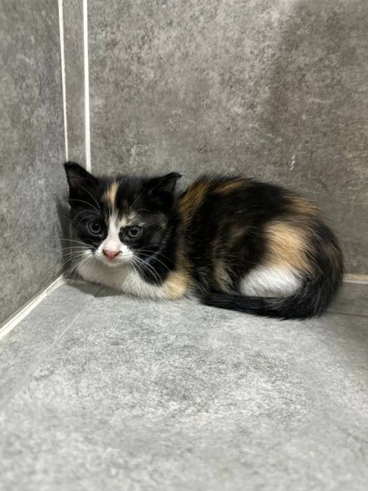 Отдаю котят в добрые и ответственные руки