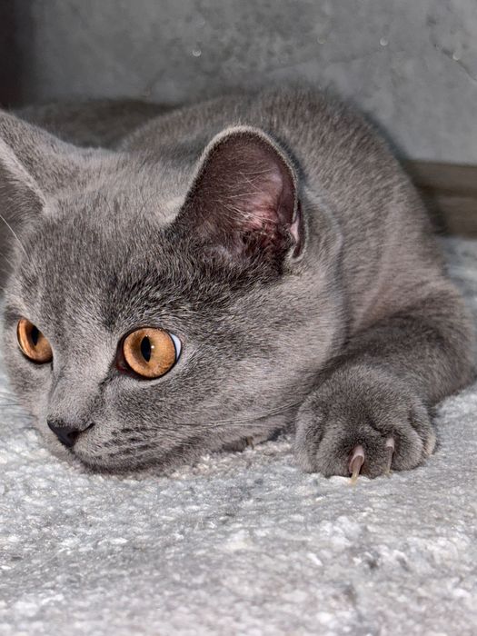 Потерялся кот Шарик