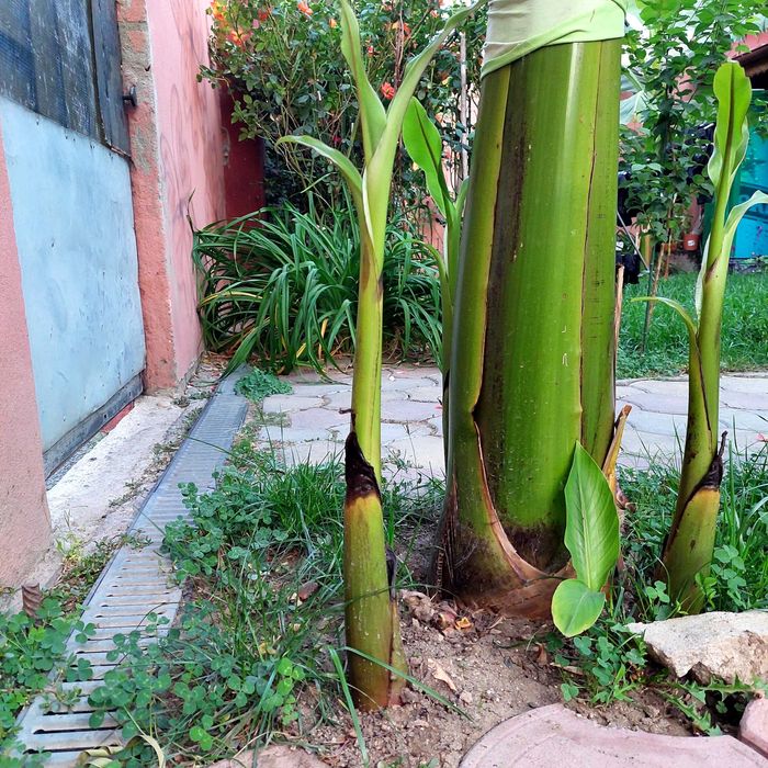 Pui bananier japonez Musa basjoo de la 50 lei . Bucuresti