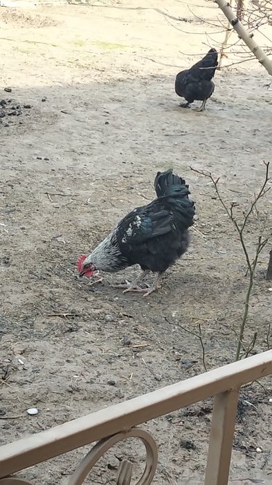 Қораздар сатылады