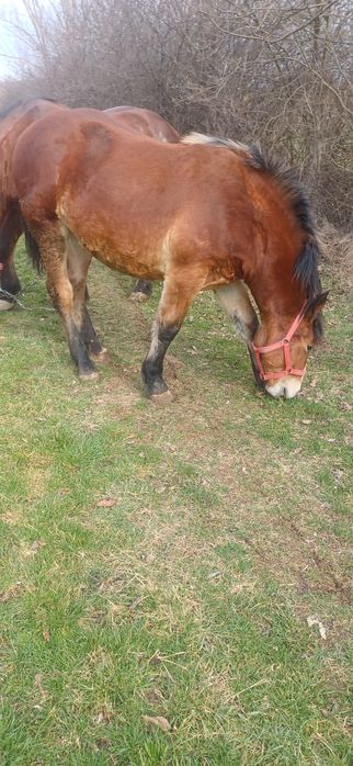 Vand manza de 10 luni