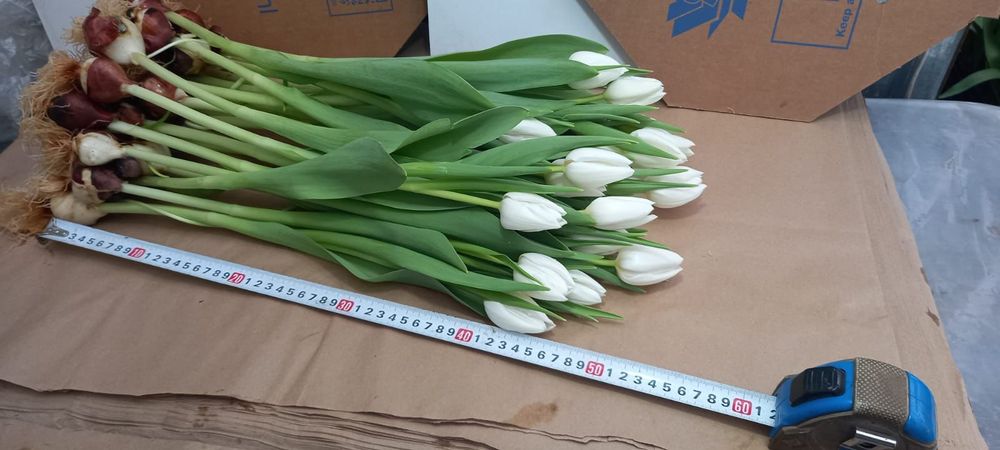 Тюльпаны оптом цветы