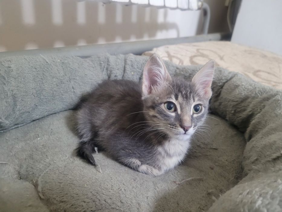 Котята мальчики и девочки 3-4 месяца