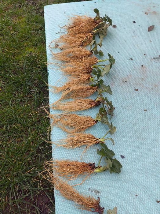 Разсад ягоди "Клери"