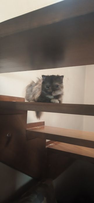 Котенок девочка .